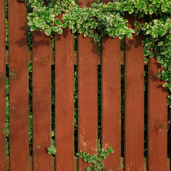 brown-colored-fence-entwined-with-plant-with-strip-2026-01-06-09-42-01-utc (1)