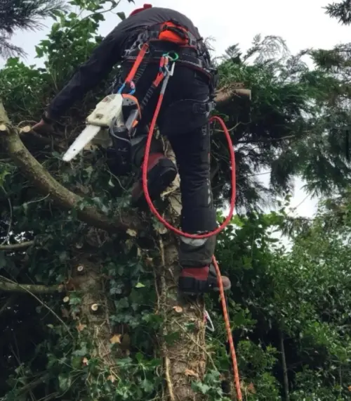 Emergency Tree Felling