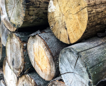 Timber logs view